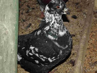 sprzedam gołębie - 7