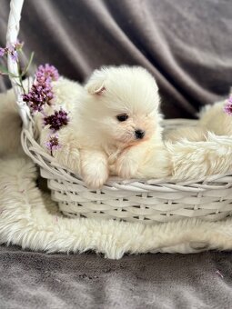SZPIC MINIATUROWY POMERANIAN PIĘKNE SUNIE I PIESKI - 7