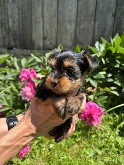 Dwie suczki – australijski silky terrier - 7