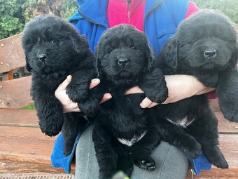 Nowofundland Kennel Club - 7