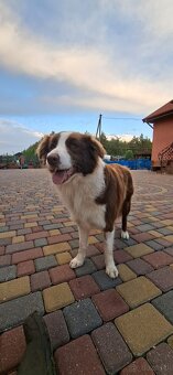 Border collie PsiPatrol.PL Canis e Catus - 7