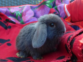 Piękne baranki mini lop - 7