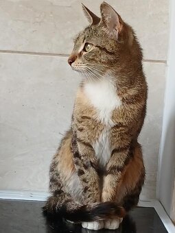 Ślucznotka do adopcji - 7