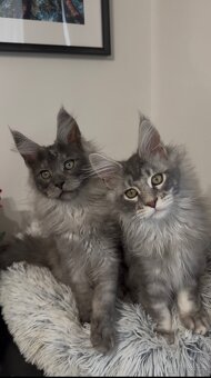 Maine Coon kocurki na sprzedaż - 7