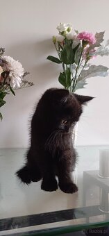 Sprzedam koty rasowe. SCOTTISH FOLD.I czarna kotka brytyjka - 7