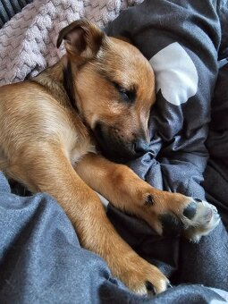 Szczenię -piesek - 7