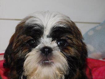 Cudna sunia Shih tzu Diana - 7