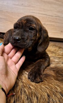 Szczeniaki Posokowiec Hanowerski - 7