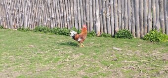 Koguty włoszki, legbary 25r. - 7