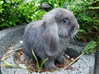 Cudowne baranki mini lop - 7