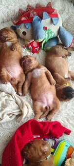 Szczenięta Dogue de Bordeaux FCI - 7