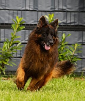 Owczarek Niemiecki Długowłosy- szczenięta - 7