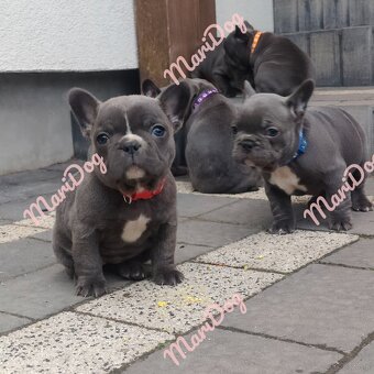 Buldog francuski BLUE niebieski szczeniak pies suka - 7