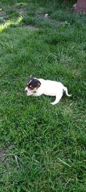 Jack Russell terrier - 7