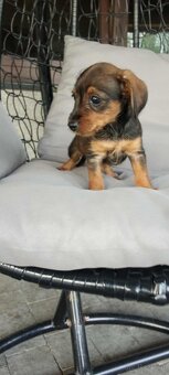 Dorkie - 7
