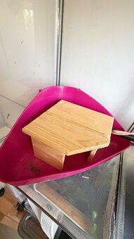 Królik miniaturka czarny - 7