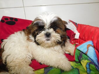 Piękna sunia shih tzu Diana - 7