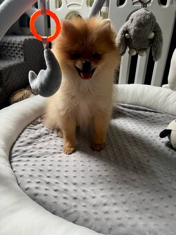 Pomeranian, szpic miniaturowy - suczka ORANGE - 7