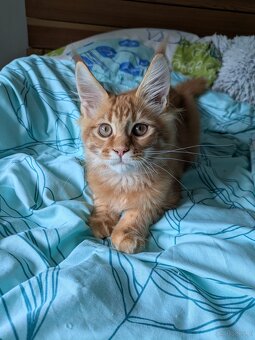 Maine coon pp - 7