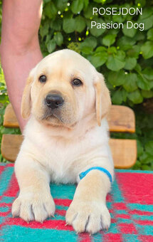 Labrador biszkoptowe szczenięta FCI - 7