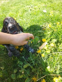 Cocker spaniel angielski - 7