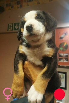 Duży Szwajcarski Pies Pasterski - 7