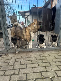 Sprzedam Szczeniaki Akity Amerykańskiej - 7