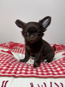 Chihuahua długowłosy czekoladowy - 7