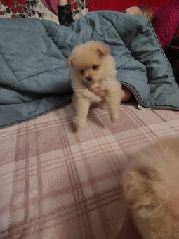 Sprzedam piesków rasy szpic - 7