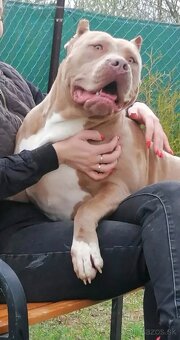 AMERICAN BULLY XXL - 7