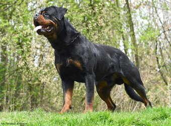 Rotvajler, Rottweiler s PP - 7