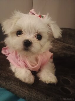 Maltańczyk Royal Maltese - 7