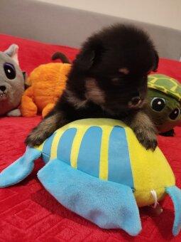 Szpic pomeranian - 7