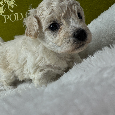 Bichon frise FCI do rezerwacji - 7
