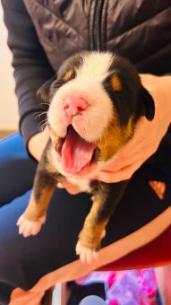 Duży szwajcarski pies pasterski – rezerwacja szczeniąt (FCI) - 7