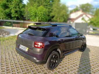 C 4 cactus - 7