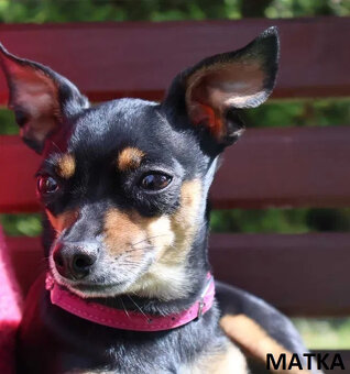 Pinczerki Pinczer Miniaturowy z Rodowodem CHIP Chłopaki Szuk - 7