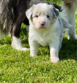 Border Collie ZKwP / FCI - 7