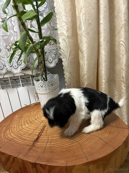 Pieski Shih Tzu - 7