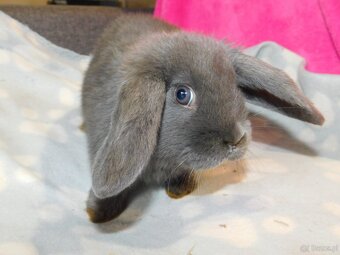 Baranki mini lop - 7