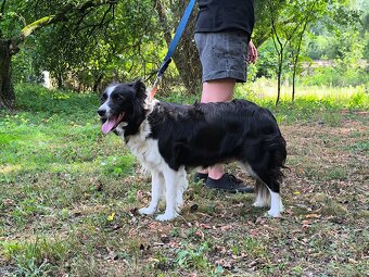 Border colie blue merle i czarno biale - 7