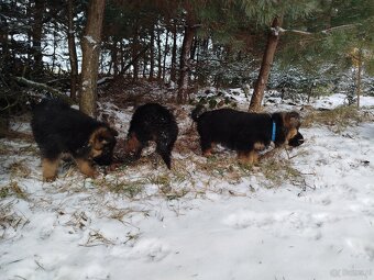 Owczarek niemiecki długowłosy - 7