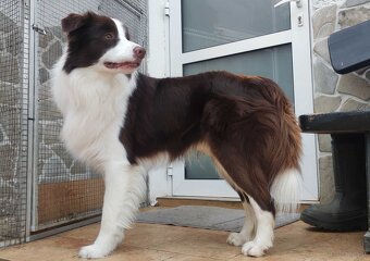 Piękny Biszkopt Border Collie - Rasowy piez z pełną dok. - 7