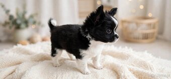 Chiuhuahua długowłosa - 7
