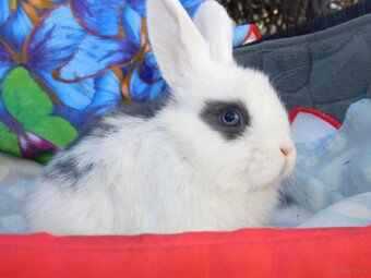 Mini lop baranki - 7