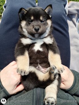 Shiba Inu + Nowy miot + Rezerwacja szczeniąt - 7
