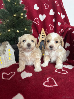 Maltipoo Sunia F1 - 7