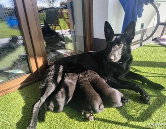 Oddam Szczeniaki - 7