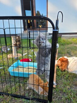 Kocięta bez ogonów Kurylski Bobtail - 7