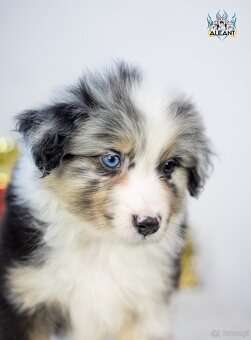 Miniaturowy owczarek amerykański - Aleant MAS (Instagram) - 7